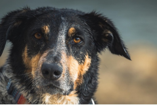 Wet dog with attentive expression