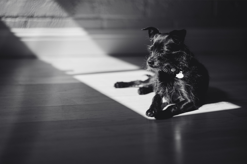 Black dog basking in sunlight on wooden floor.