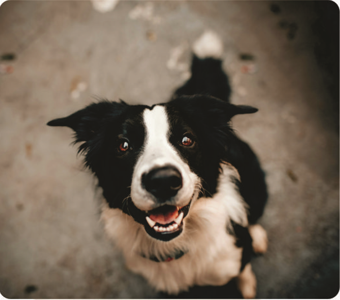 Happy black and white dog looking up