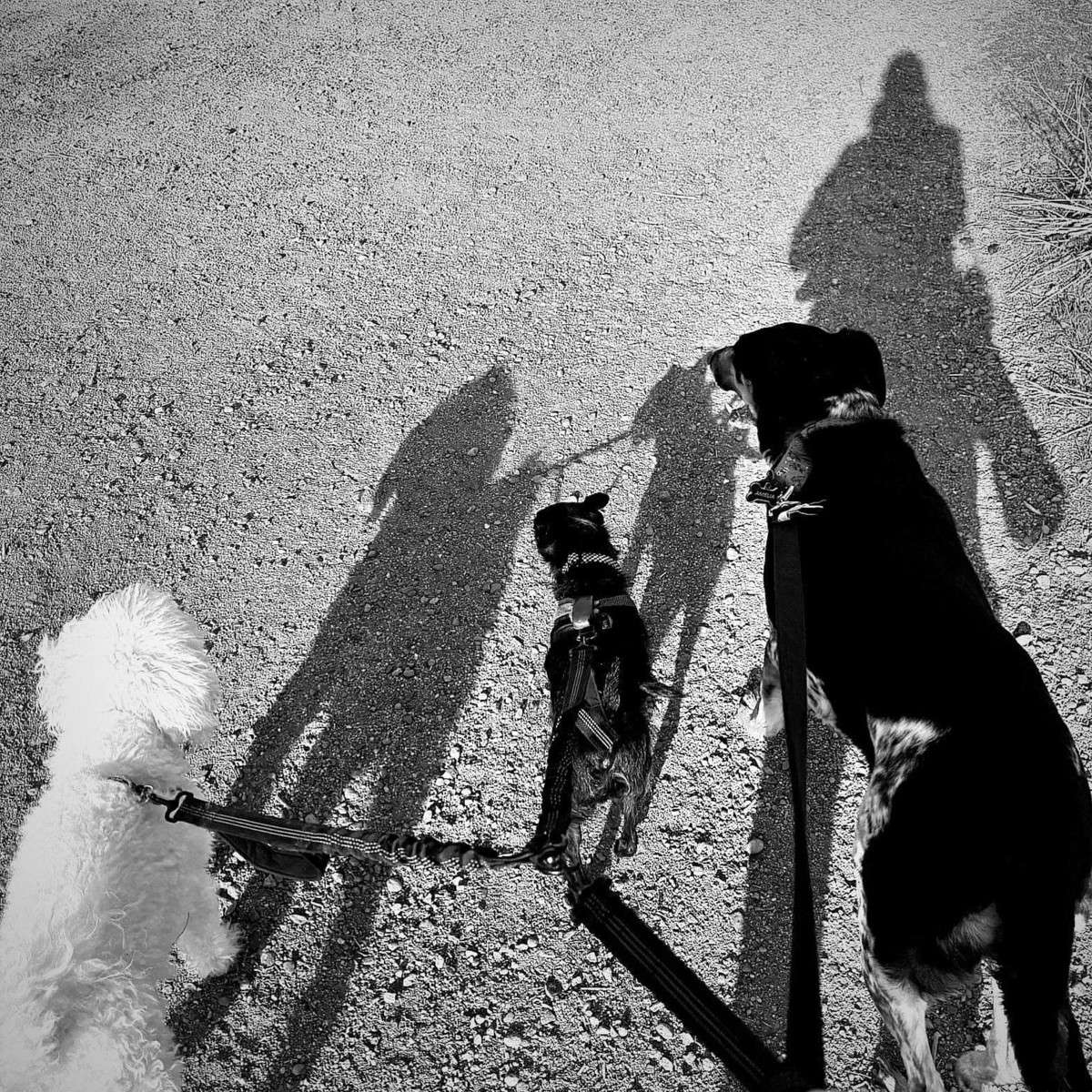 Three dogs on leashes with shadows on gravel path.