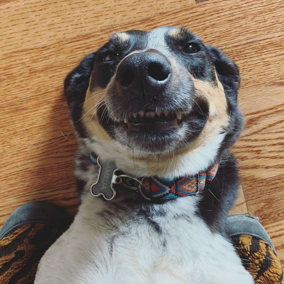 Smiling dog with colorful collar on wood floor.