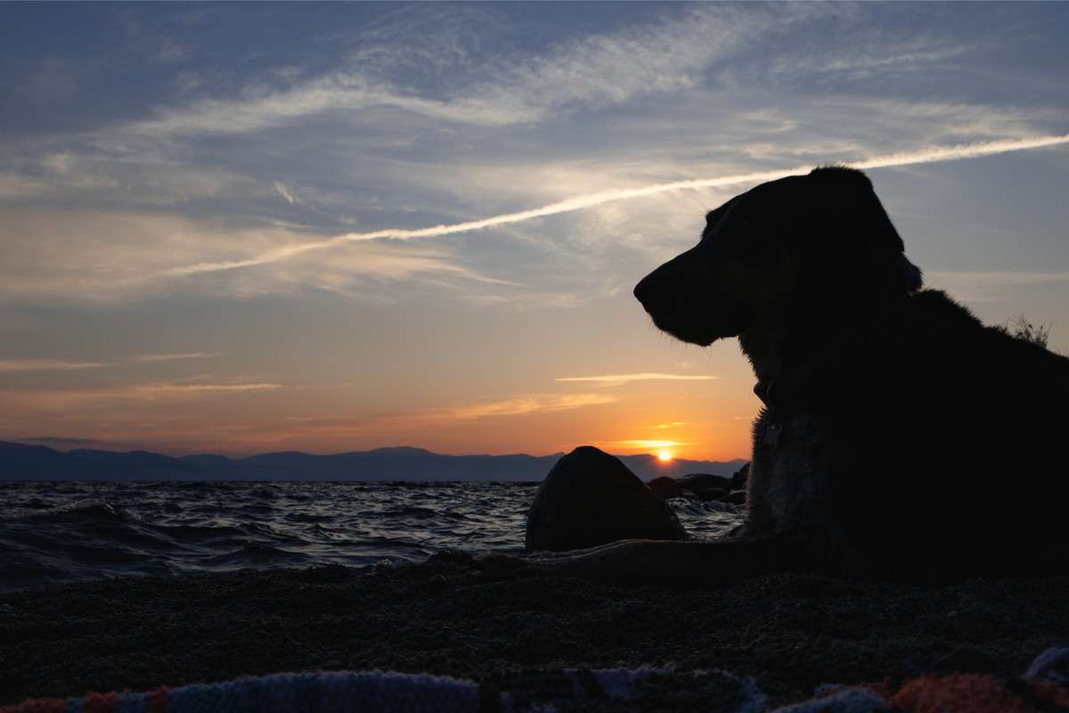 Dog silhouette at sunset by the beach