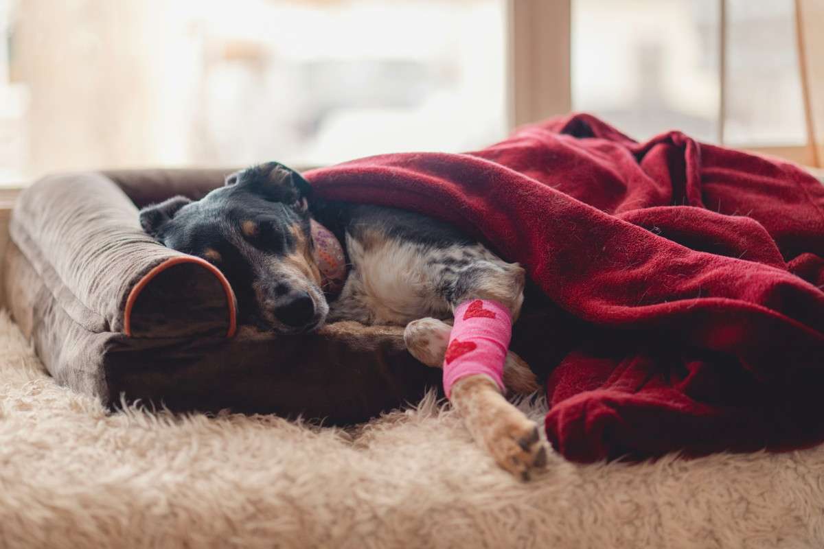 Injured dog sleeping with red blanket and cast.