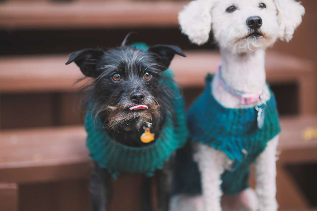 Two dogs in teal sweaters on stairs.
