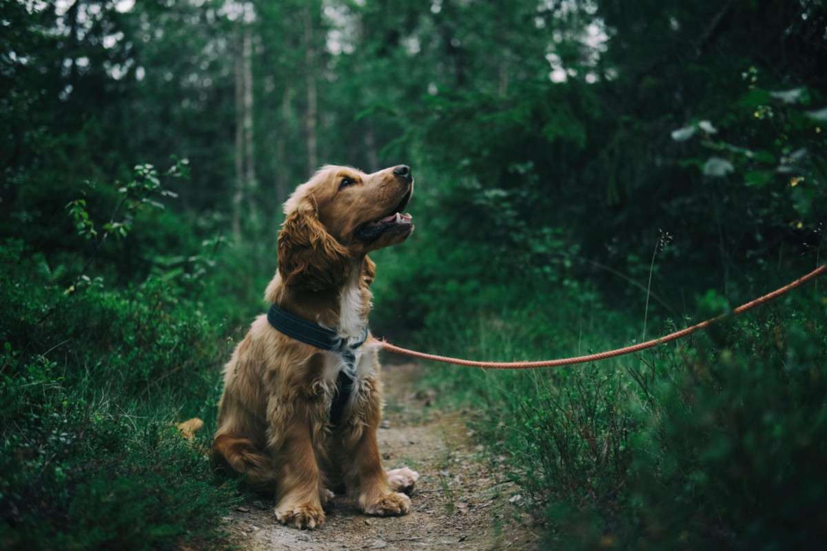 Golden retriever on leash in forest path