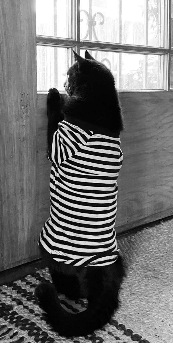 Cat in striped shirt looking out window